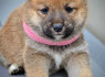 Shiba Inu gražūs šuniukai (6)