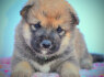 Shiba Inu gražūs šuniukai (7)