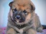 Shiba Inu gražūs šuniukai (8)