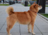 Shiba Inu gražūs šuniukai (9)