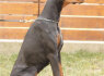 Dobermanų šuniukai (10)