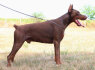 Dobermanų šuniukai (11)