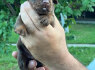 Dobermanų šuniukai (3)