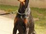 Dobermanų šuniukai (5)