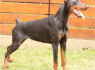 Dobermanų šuniukai (6)