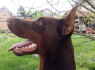 Dobermanų šuniukai (9)