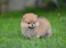 Pomeranijos špicas Gražūs šuniukai