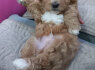 Maltipoo gražūs šuniukai pardavimui