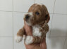 Maltipoo gražūs šuniukai pardavimui (10)