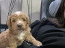 Maltipoo gražūs šuniukai pardavimui (3)