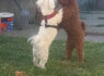 Maltipoo gražūs šuniukai pardavimui (4)