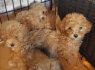 Maltipoo gražūs šuniukai pardavimui (5)