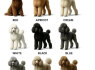 Maltipoo gražūs šuniukai pardavimui (8)