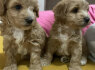 Maltipoo gražūs šuniukai pardavimui (9)