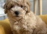 Maltipoo šuniukai aukštos genetinės kokybės (4)
