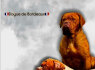 Dogue de Bordeaux Bordo dogų šuniukai