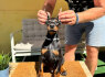 Doberman šuniukai (1)