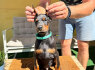 Doberman šuniukai (2)