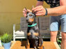 Doberman šuniukai (3)