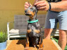 Doberman šuniukai (4)