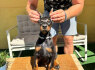 Doberman šuniukai (5)
