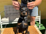 Doberman šuniukai (6)