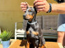 Doberman šuniukai (8)