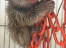 Mieli marmozečių jaunikliai parduodami