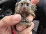 Parduodami mieli marmozečių jaunikliai