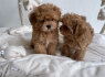 Puikiai prižiūrimi Maltipoo šuniukai