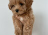 Puikiai prižiūrimi Maltipoo šuniukai (2)