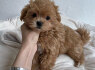 Puikiai prižiūrimi Maltipoo šuniukai (3)