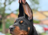 Dobermanas Gražūs šuniukai