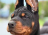 Dobermanas Gražūs šuniukai (3)
