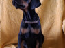 Dobermanų šuniukai (3)