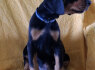 Dobermanų šuniukai (5)