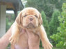 Bordo dogas Dogue de Bordeaux gražūs šuniukai