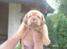 Bordo dogas Dogue de Bordeaux gražūs šuniukai (2)