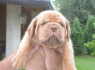 Bordo dogas Dogue de Bordeaux gražūs šuniukai (3)