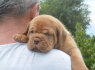Bordo dogas Dogue de Bordeaux gražūs šuniukai (4)