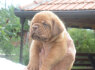 Bordo dogas Dogue de Bordeaux gražūs šuniukai (5)