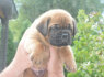 Bordo dogas Dogue de Bordeaux gražūs šuniukai (6)