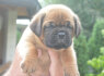 Bordo dogas Dogue de Bordeaux gražūs šuniukai (7)