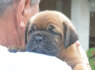 Bordo dogas Dogue de Bordeaux gražūs šuniukai (8)