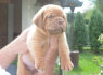 Bordo dogas Dogue de Bordeaux gražūs šuniukai (9)