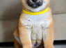 Shiba Inu šuniukai