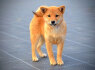 Shiba Inu šuniukai (2)
