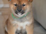 Shiba Inu šuniukai (3)