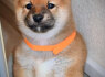 Shiba Inu šuniukai (4)