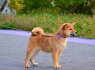 Shiba Inu šuniukai (5)